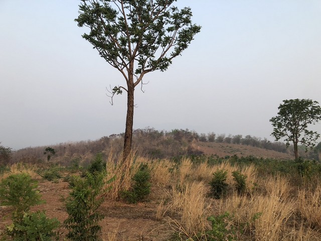 ใกล้ปีใหม่ดูทรัพย์มีมูลค่า ธรรมชาติเนินเขา ที่ดินโฉนดแบ่งขาย หล่มเก่า เพชรบูรณ์ ใกล้ภูทับเบิก โทร 0968821857