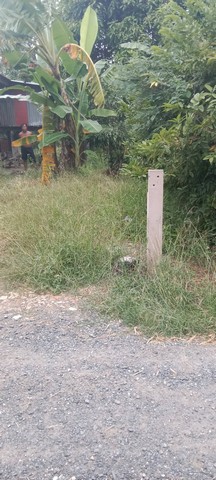 สนใจมีที่สวยๆสักแปลงโซนนี้ไหม  ขายบ้านไม้ จ.สิงห์บุรี  วิถีไทย  ต.โพทะเล วิถีไทย 262 วา ต.โพทะเล อ.ค่ายบางระจัน สิงห์บุรี 500000บาท