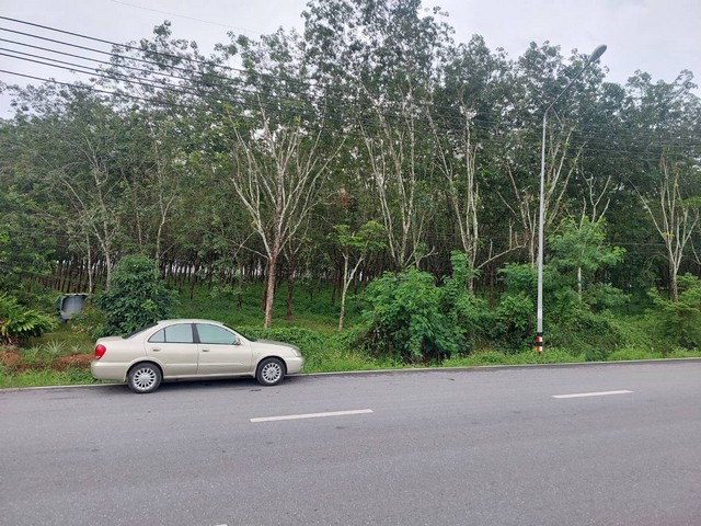 ขายที่ดิน พร้อมสวนยาง 29-0-61 ไร่ ถนนนาทวี สะเดา สงขลา เดินทางสะดวก เข้าออกได้หลายเส้นทาง