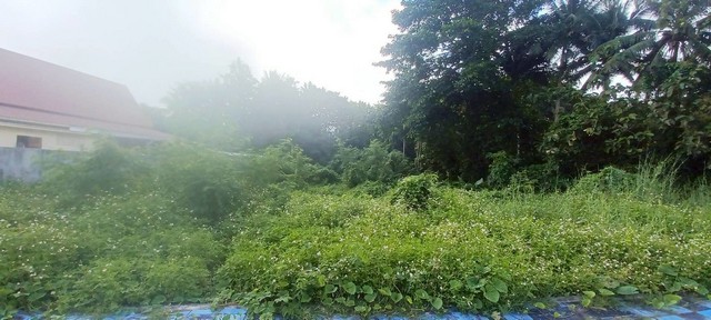 ที่ดินสวย 3 ไร่ 66 ตร.ว. เชียงคาน – ทำเลดี บรรยากาศร่มรื่น