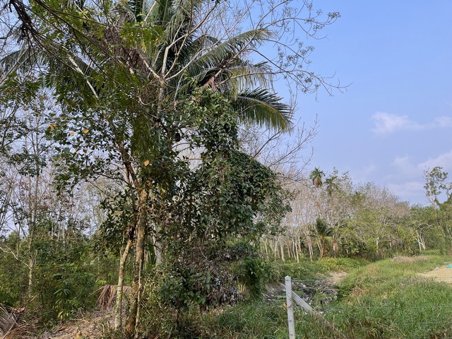 โอกาสทอง ที่ดินทำเลดี ใกล้แหล่งน้ำธรรมชาติ   ต.สองพี่น้อง อ.ท่าใหม่ จ.จันทบุรี