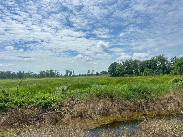 ขายที่ดินเปล่า  เนื้อที่ 5 ไร่  บึงศาล  องครักษ์  นครนายก