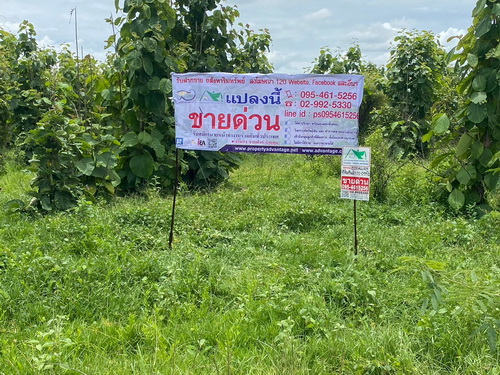 ปรับลดราคาพิเศษ 6,000,000บาท  ลดจากราคา 10,000,000 บาทที่ดินพร้อมต้นสัก 52-0-99 ไร่ ผืนใหญ่ ต.เขาทราย อ.ทับคล้อ จ.พิจิตร