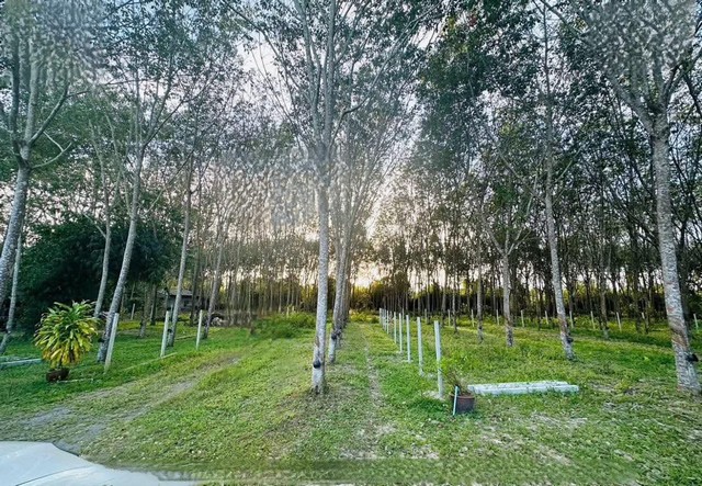 ขายด่วน! ที่ดินสวนยางแปลงใหญ่ ใกล้สนามบินหาดใหญ่ ต.ควนลัง อ.หาดใหญ่ จ.สงขลา