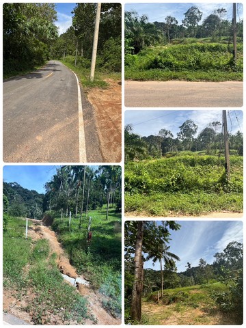 ขาย ที่ดินท่ากลางทำธรรมชาติอยู่ใน ซอย 7 ท่อ อำเภอเมือง จังหวัดระนอง 4ไร่3งาน 75 ตารางวา